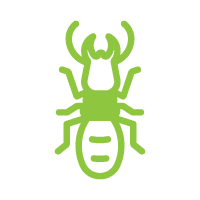 Termita de Madera Seca